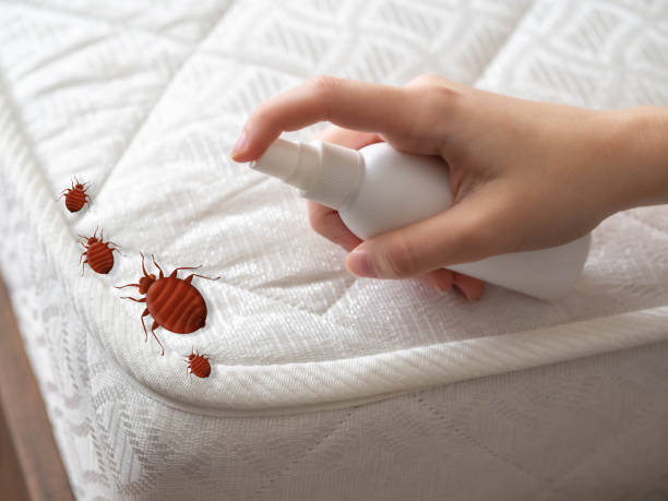 Best Pest Prevention Services  in Pretty Bayou, FL